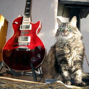Trusty ol' Gibby LP & my old cat